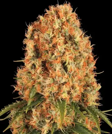 ORANGE SHERBERT Cannabis Samen