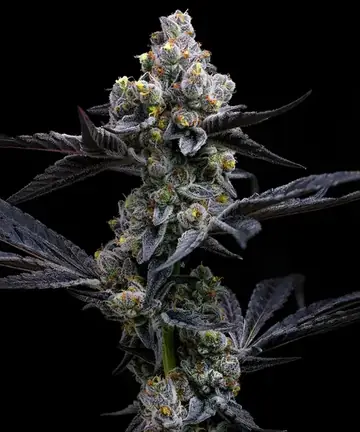 GARLIC COOKIES Cannabis Samen