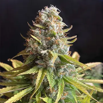 AK 47 Cannabis Samen