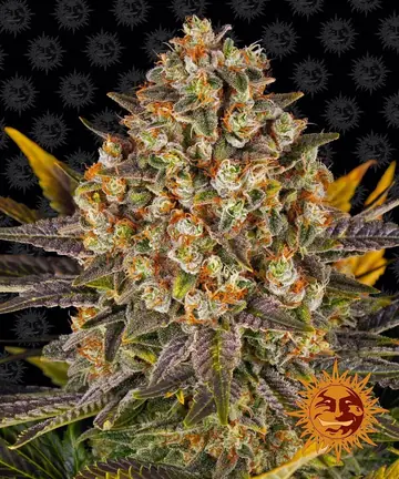 Banana Punch Cannabis Samen
