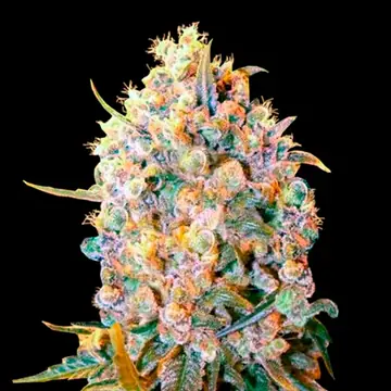 Big Bud Cannabis Samen