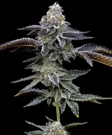 Blue Dream Cannabis Samen
