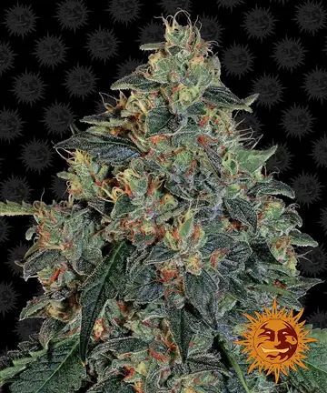 Blueberry OG Cannabis Samen
