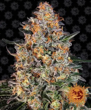 Bubba Kush Cannabis Samen