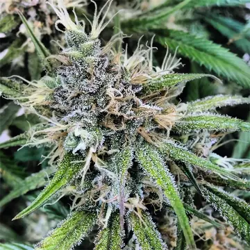 Candy Kush Cannabis Samen