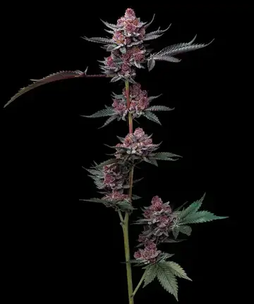 CHERRY POPPERS Cannabis Samen