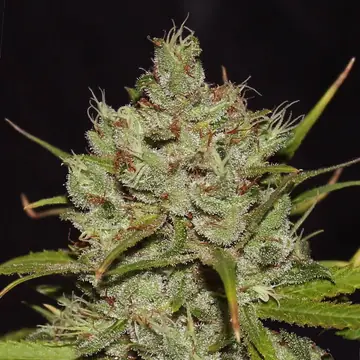 Cinderella 99 Cannabis Samen