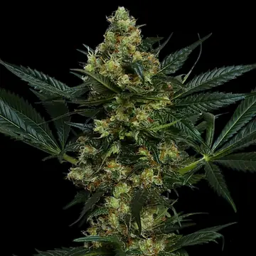 Critical + 2.0 Cannabis Samen
