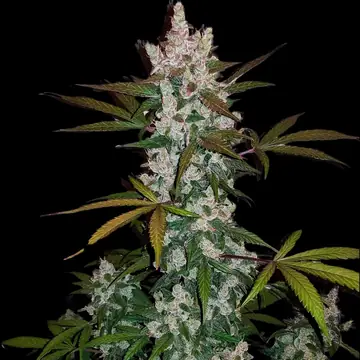 Girl Scout Cookies Cannabis Samen