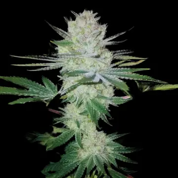 Gorilla Glue Cannabis Samen