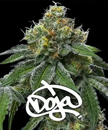 RS11 X BANANA OG Cannabis Samen