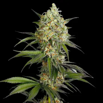 Sour Diesel Cannabis Samen