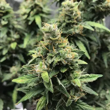 Sour Diesel Auto Cannabis Samen