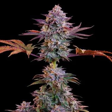 Somango Auto Cannabis Samen