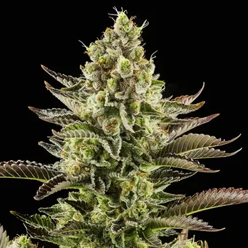 White Widow Cannabis Samen