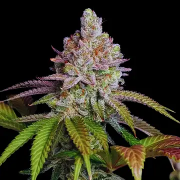 Zkittlez Cannabis Samen