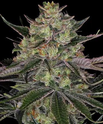 Gorilla Zkittlez Cannabis Samen