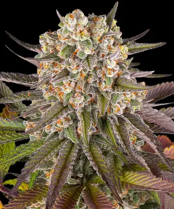 Limoncello Cannabis Samen