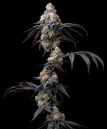 Rainbow Sherbet Cannabis Samen