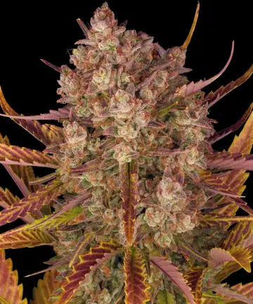 Dos Si Dos Auto Cannabis Samen
