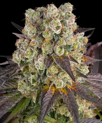 Purple Punch x Lemon Drizzle Cannabis Samen