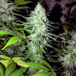 Northern Lights Cannabis Samen