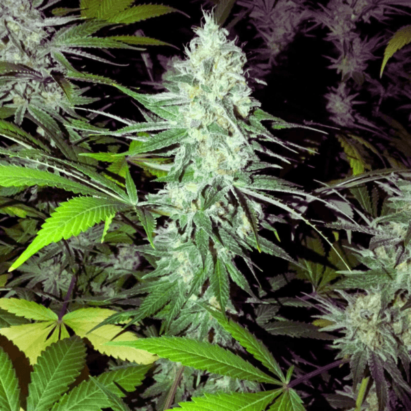 Northern Lights