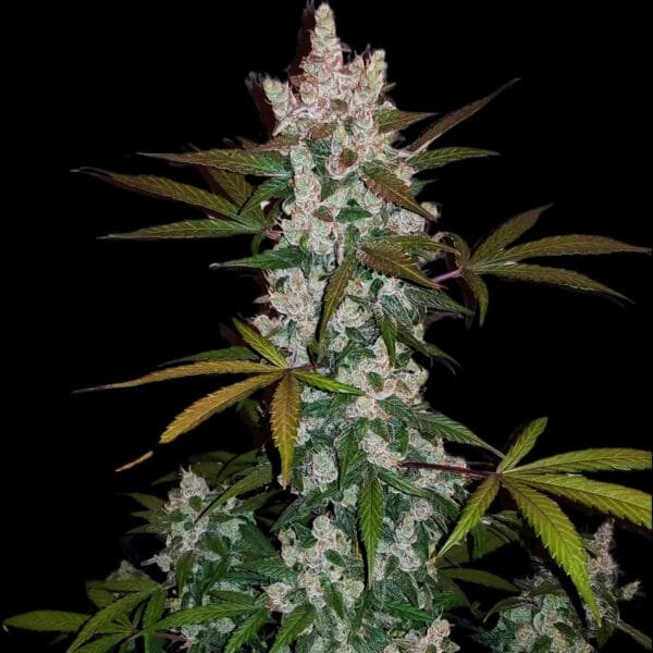 Girl Scout Cookies