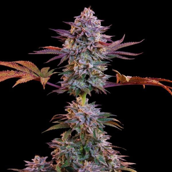 Somango Auto