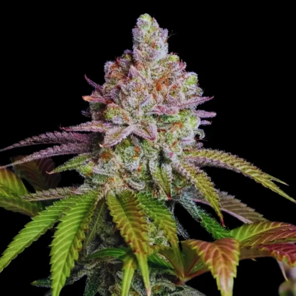 Zkittlez