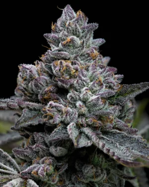 Apple Fritter Cannabis Samen
