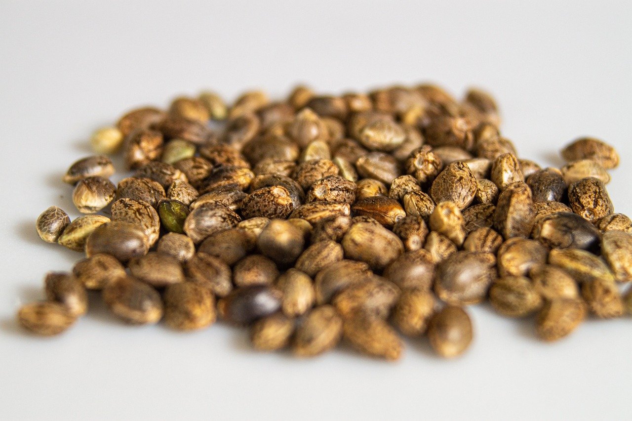 Ausgewählte Hanfsamen von 99SEEDS