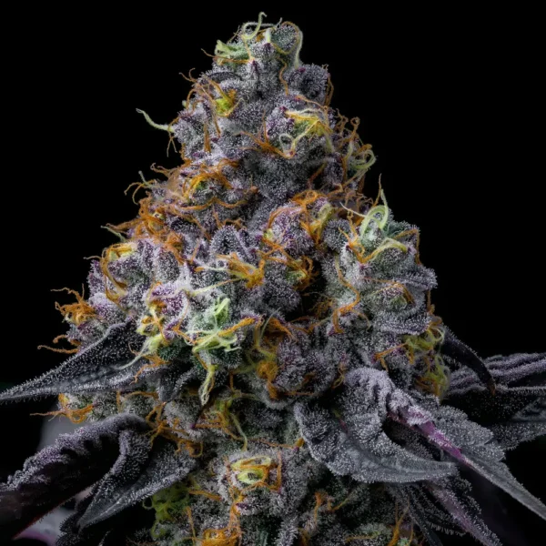 Rainbow Sherbet – Bild 3