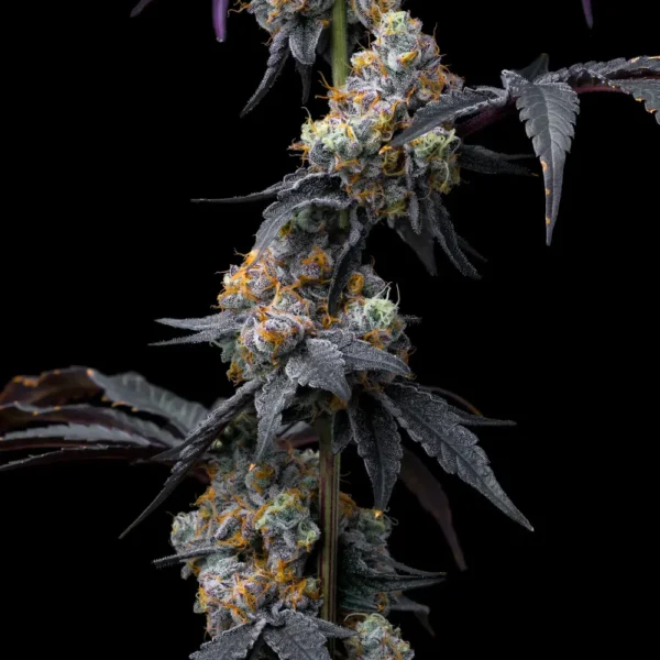 Rainbow Sherbet – Bild 2