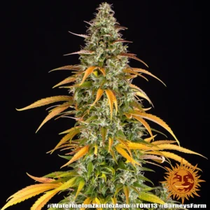 Watermelon Zkittlez Auto Cannabis Samen