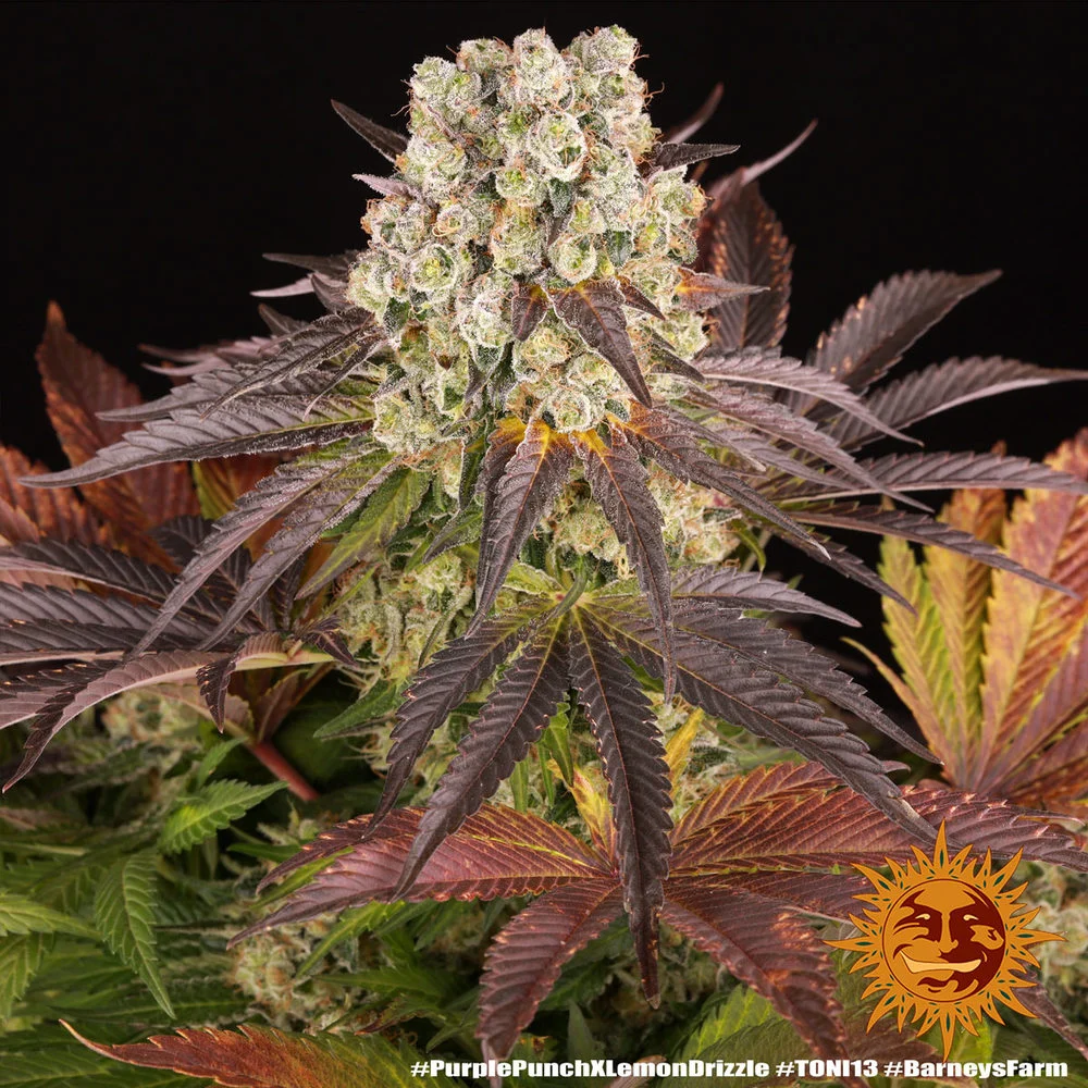 Purple Punch x Lemon Drizzle – Bild 5