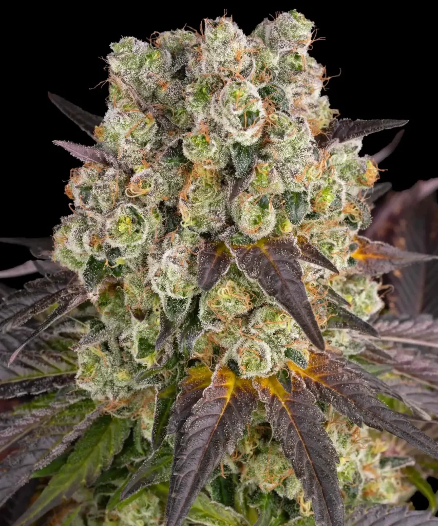 Purple Punch x Lemon Drizzle Blüte