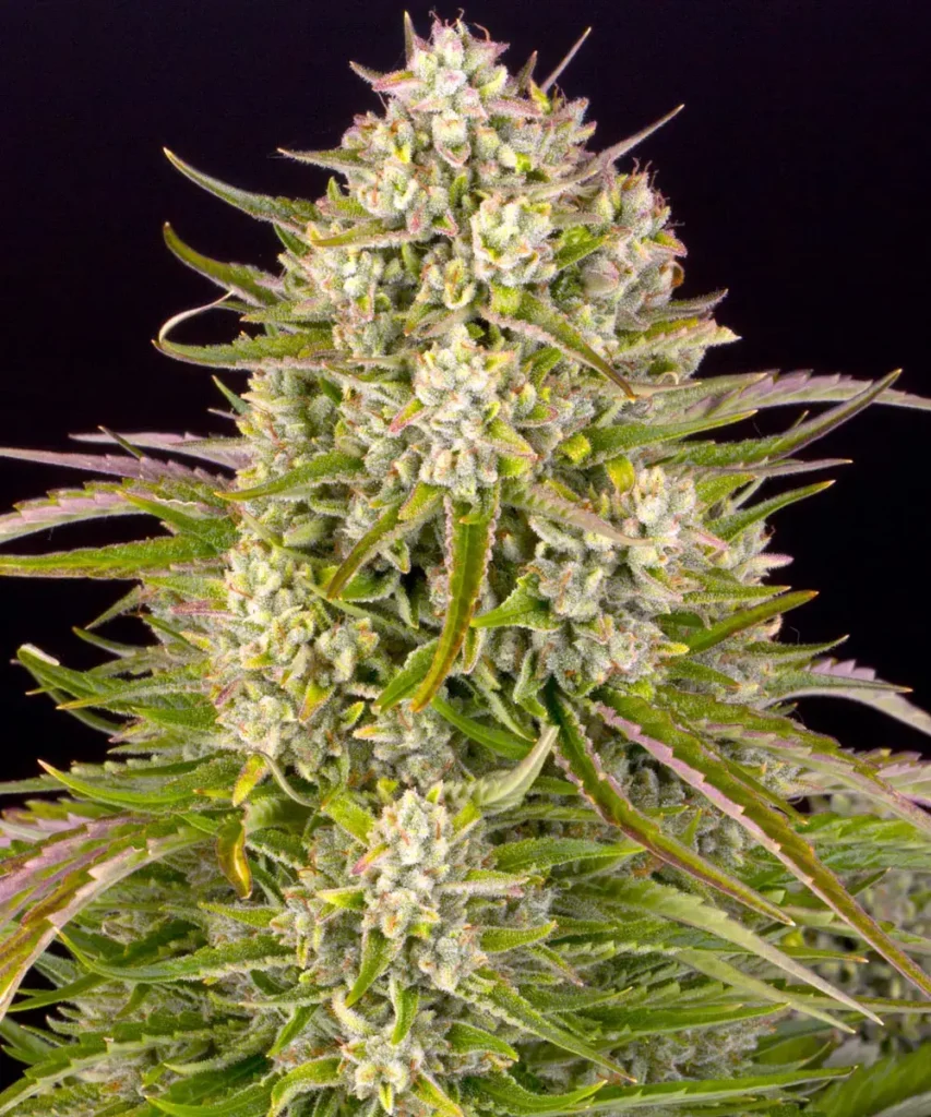 Wedding Cake Auto Blüte
